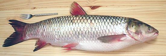 Whole Grass Carp