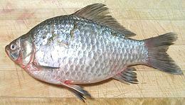 Whole Prussian Carp 02e