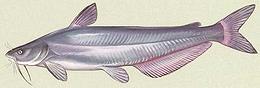 Illustration of Blue Catfish 01e