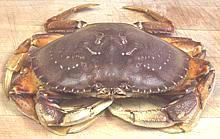 Dungeness Crab