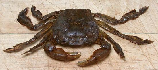 Whole Green Tidal Crab