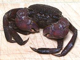 Salted Paddy Crab, whole