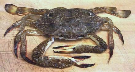 Soft Shell Crab