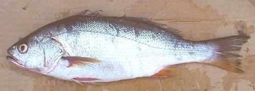 Whole Corvina Drum