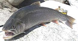 Whole Arctic Char 02e