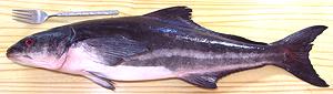 Whole Cobia Fish 08d