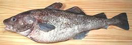 Whole Pacific Cod 09e