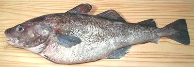 Whole Pacific Cod