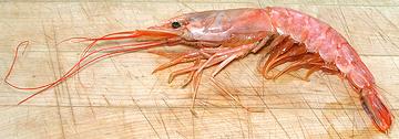 A Giant Red Shrimp