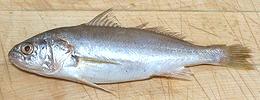 Whole White Croaker Fish