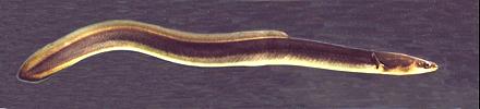 American Eel 03g