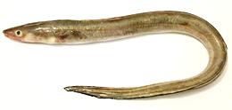 Whole Conger Eel