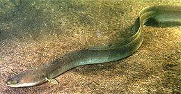 European Eel