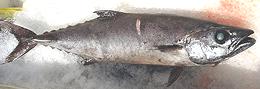 Whole Escolar Fish