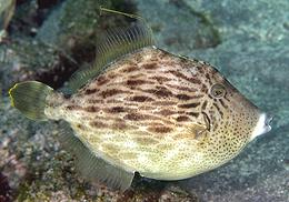 Live Filefish