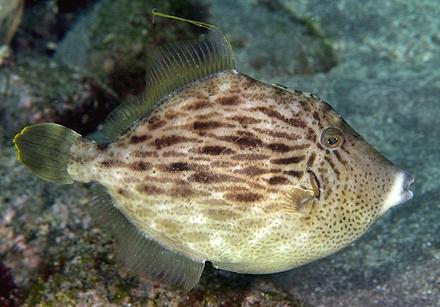 Live Filefish Swimming