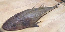 Whole Flathead fish