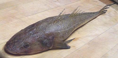 Whole Flathead Fish