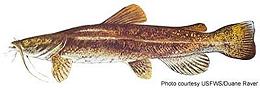 Illustration of Flathead Catfish 01e