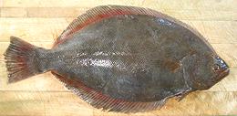 Whole Fluke Fish