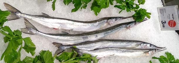 Garfish on Ice in Italy