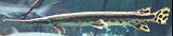 Longnose Gar