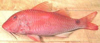 Red Mullet