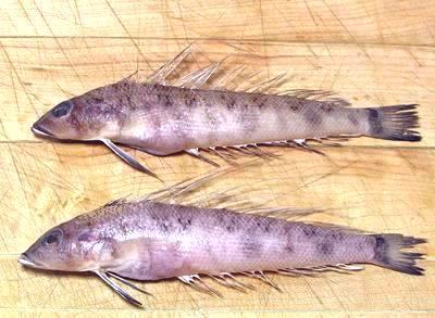 Two Whole Spotted Gobies