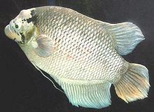 Giant Gourami