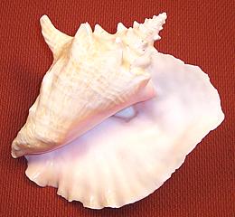 Queen Conch Shell