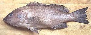 Whole Areolate Grouper