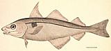 Haddock