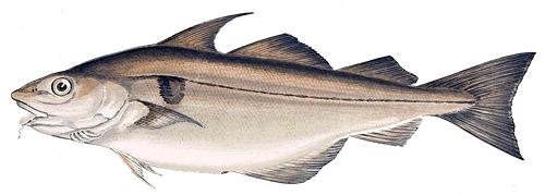 Watercolor of Haddock