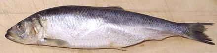 Whole Frozen Pacific Herring