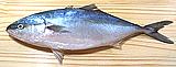 Japanese Amberjack