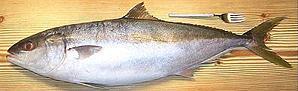 Yellowtail Jack