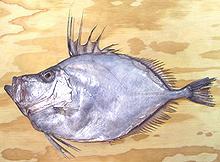 Whole Silvery John Dory