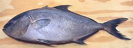 Whole Greater Amberjack