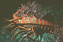 Live California Spiny Lobster