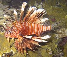 Live Lionfish