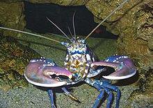 Live European Lobster