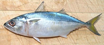 Whole Indian Mackerel