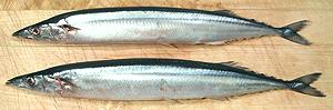 Two whole Mackerel Pike