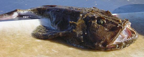 Whole Head-on Monkfish