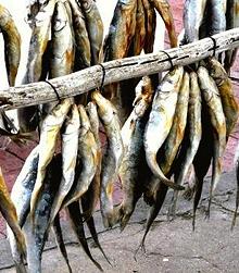 Rack of Drying South African Mullets