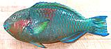 Parrotfish15