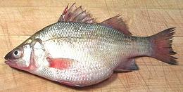 Whole White Perch 09e