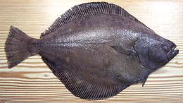 Whole Petrale Sole