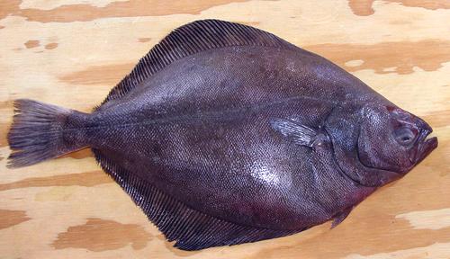 Whole Petrale Sole