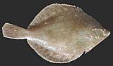 Plaice